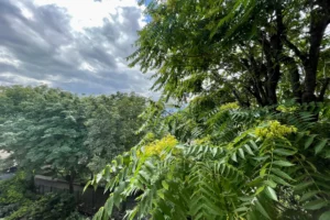 Vue dégagée sur la cime des arbres et environnement calme depuis un appartement à Paris 19, quartier Belleville.