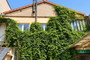 Façade végétalisée d’un loft de caractère situé à Montreuil.